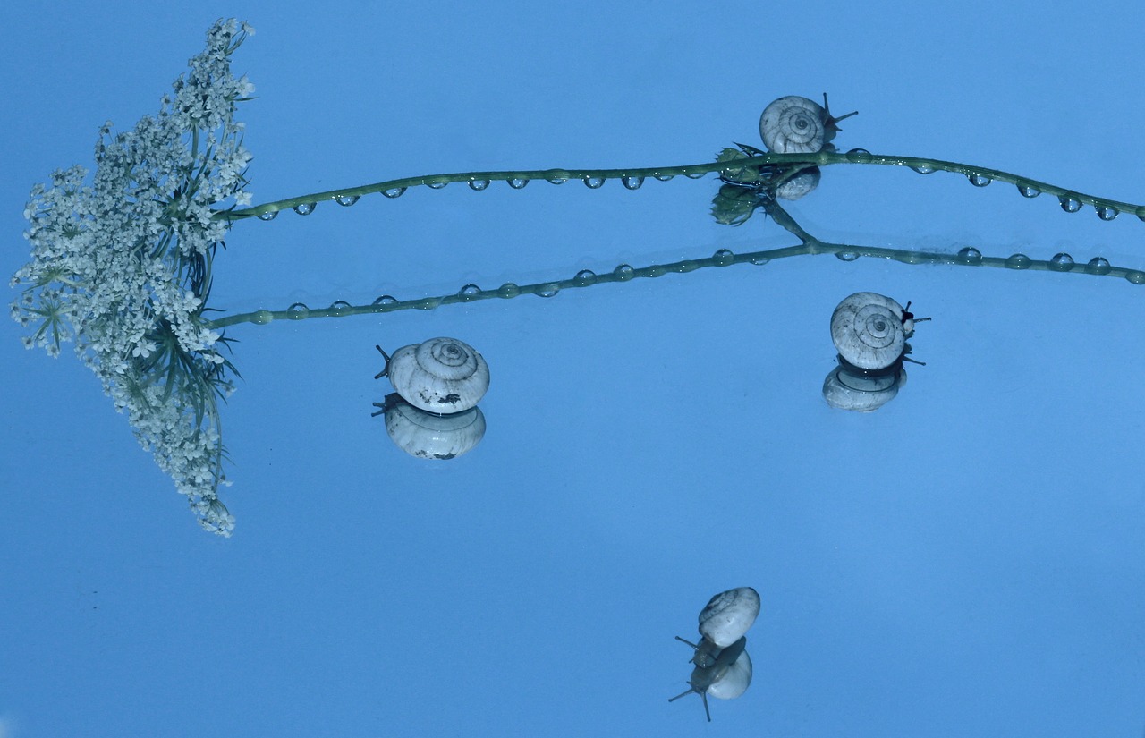 snails shell reflection free photo