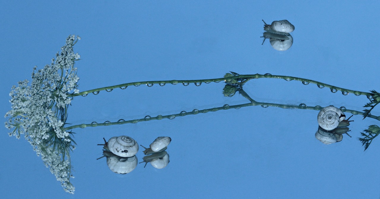 snails shell reflection free photo