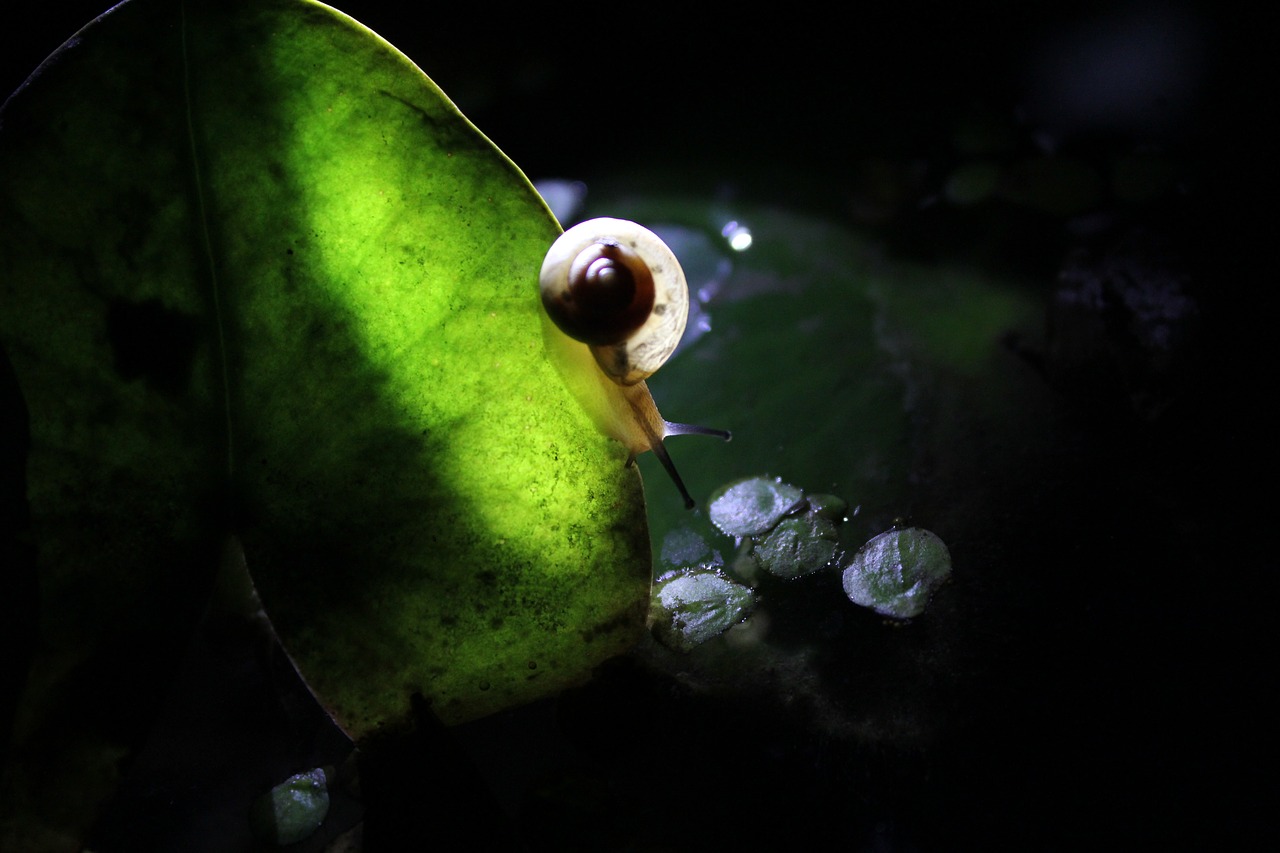 snails hawthorn night free photo