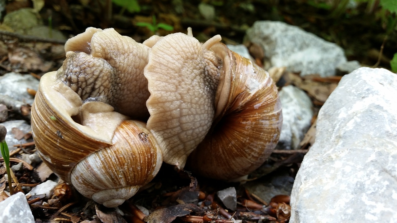 snails love mating free photo