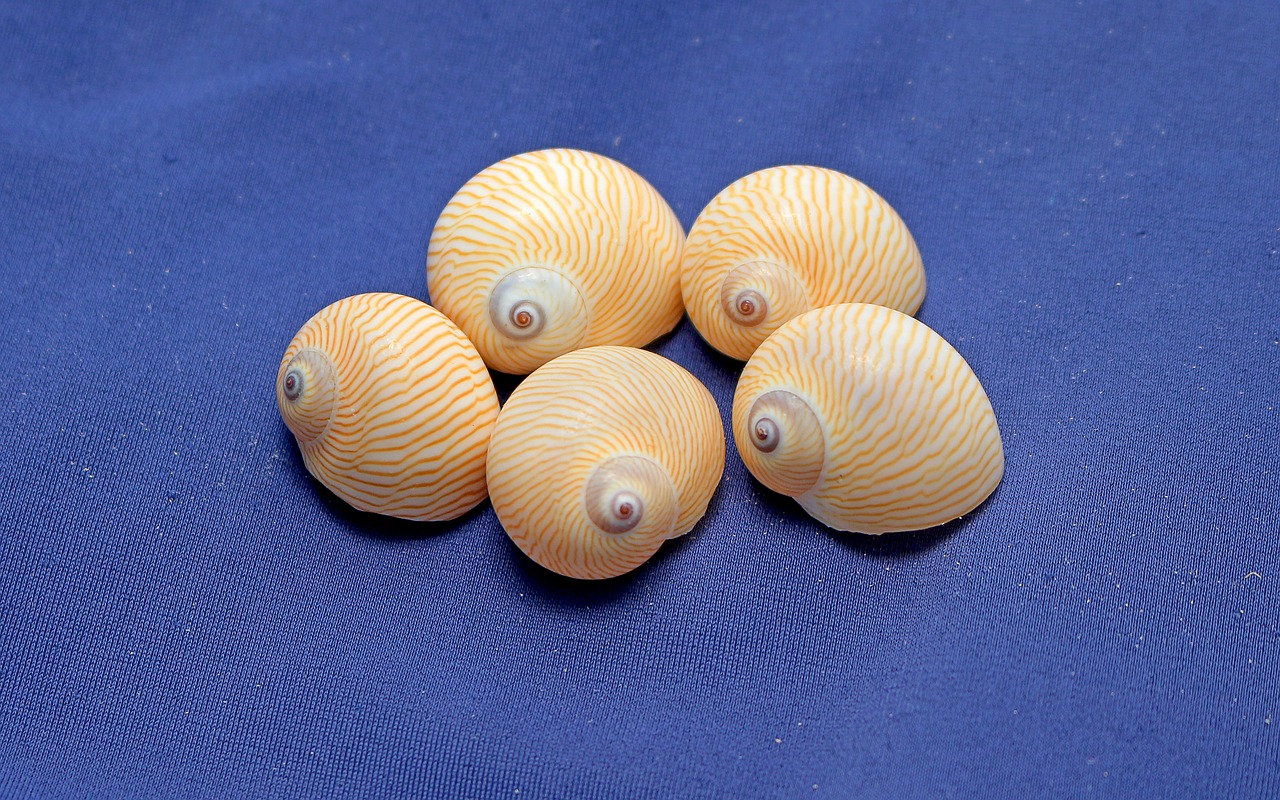 snails shells gastropods free photo