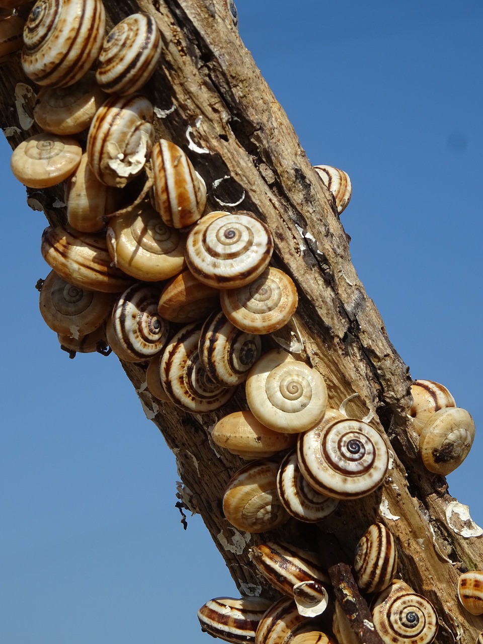 snails branch snail shell free photo