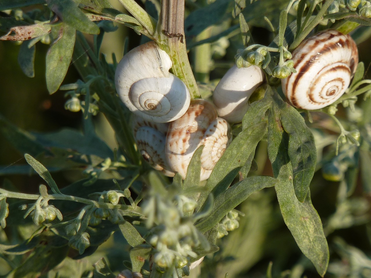snails ukraine nautilus free photo