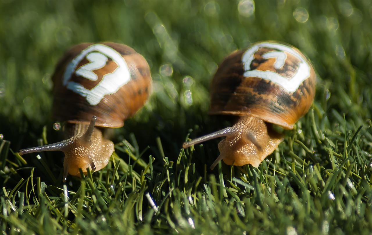 snails race gastropods free photo