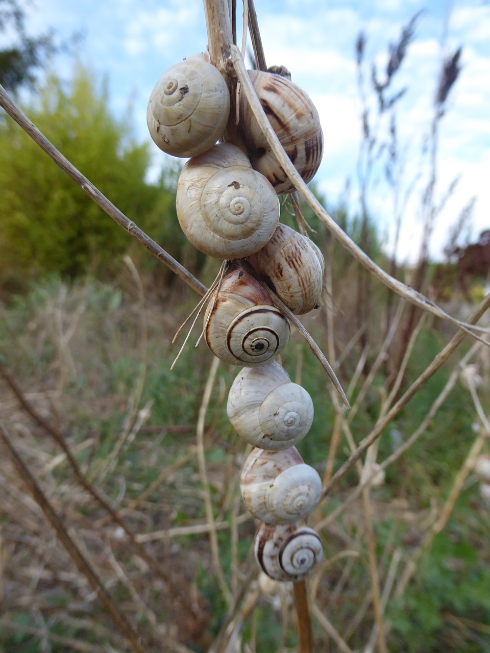 snails snail shells nature free photo