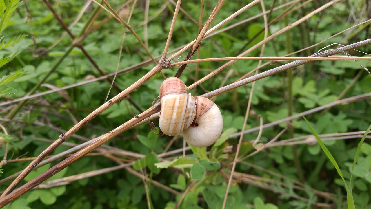 snails snail autumn free photo