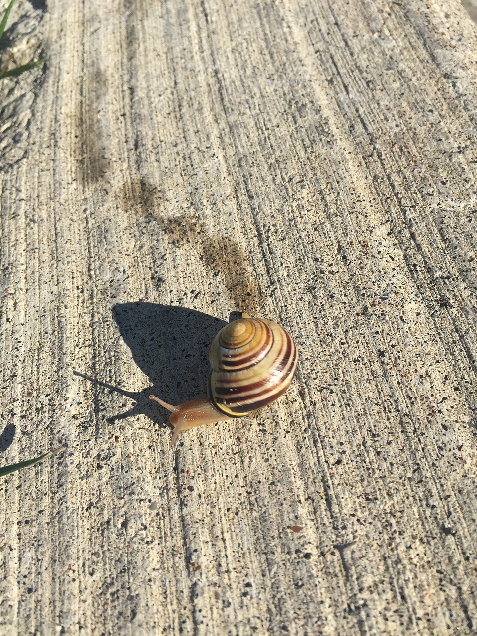 snails crawling footprint free photo