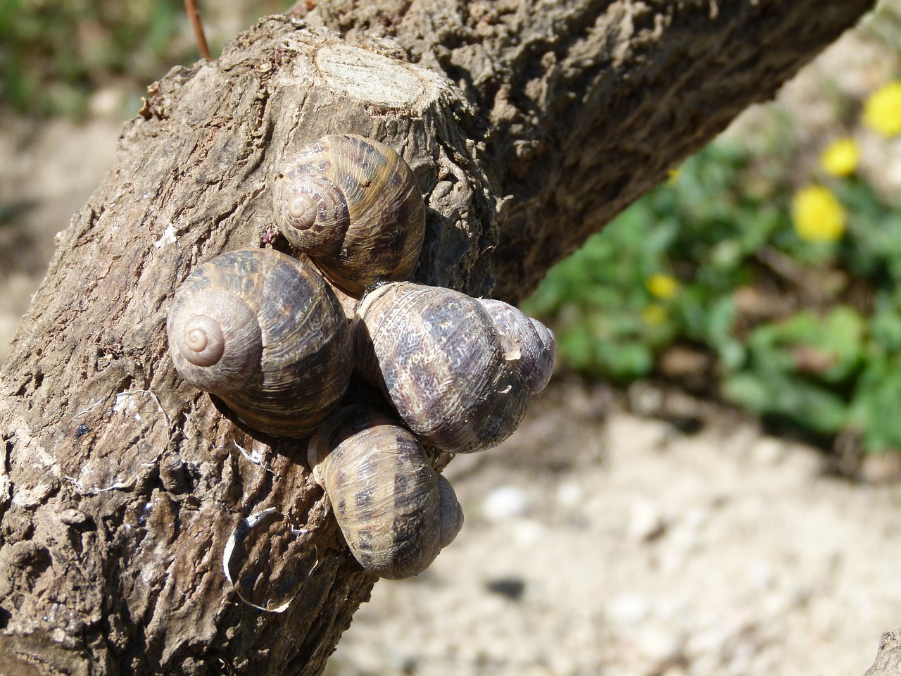snails snail branch free photo