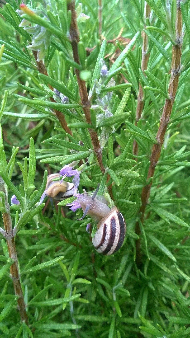 snails rosemary green free photo