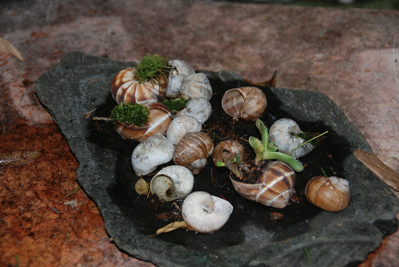 snails naturdeko shell free photo