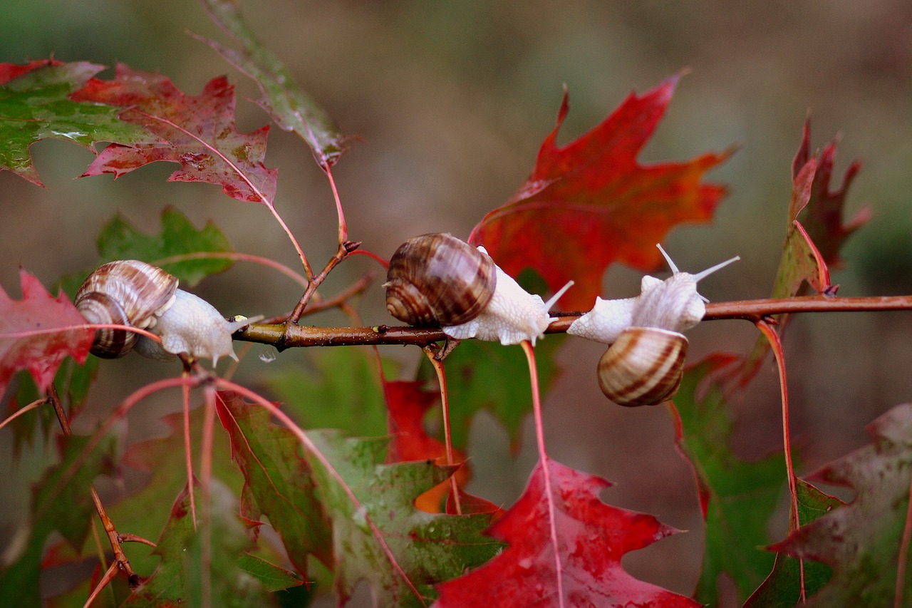 snails leaves red free photo