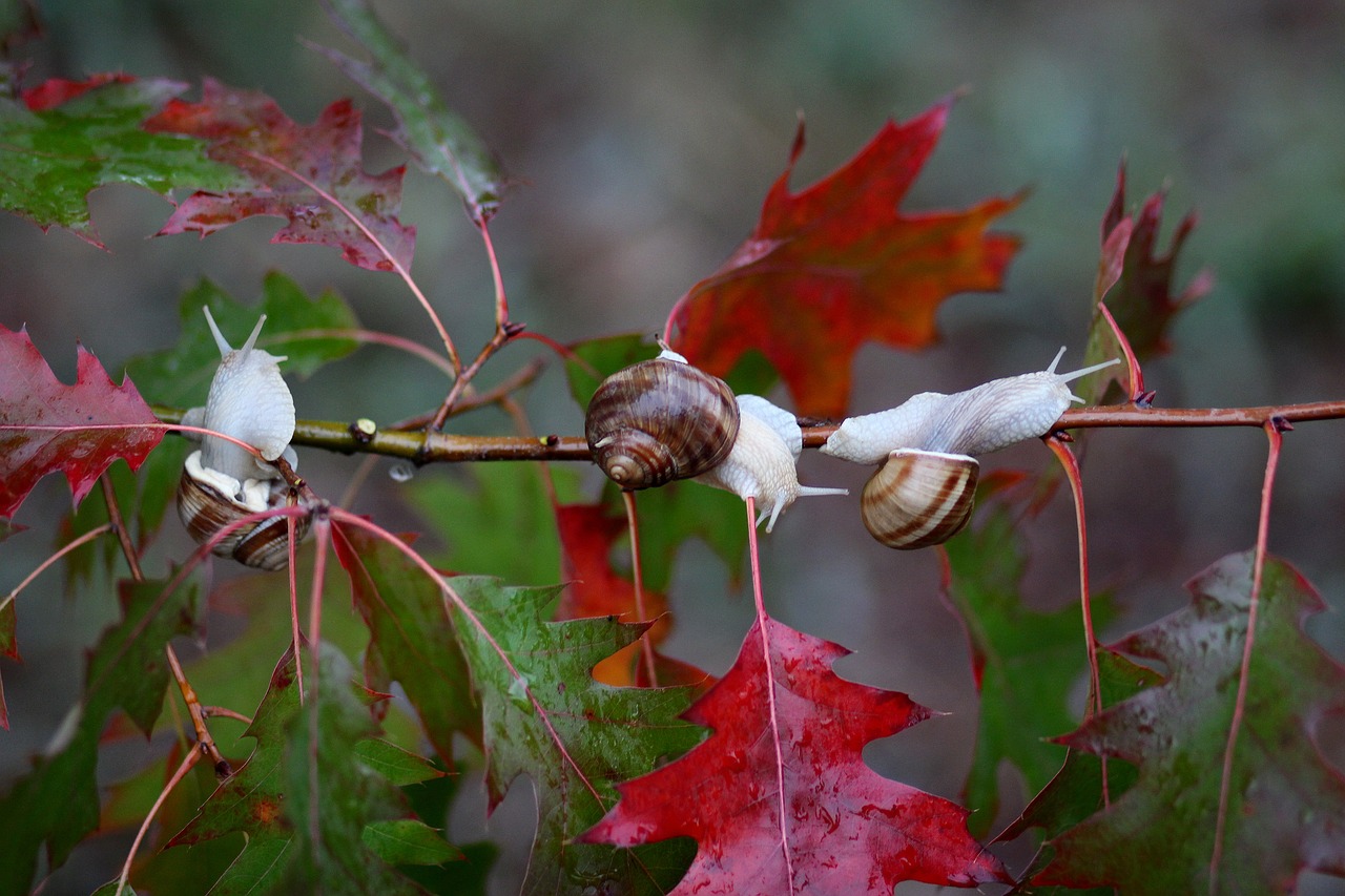 snails leaves red free photo