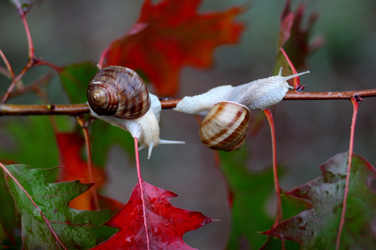 snails leaves red free photo