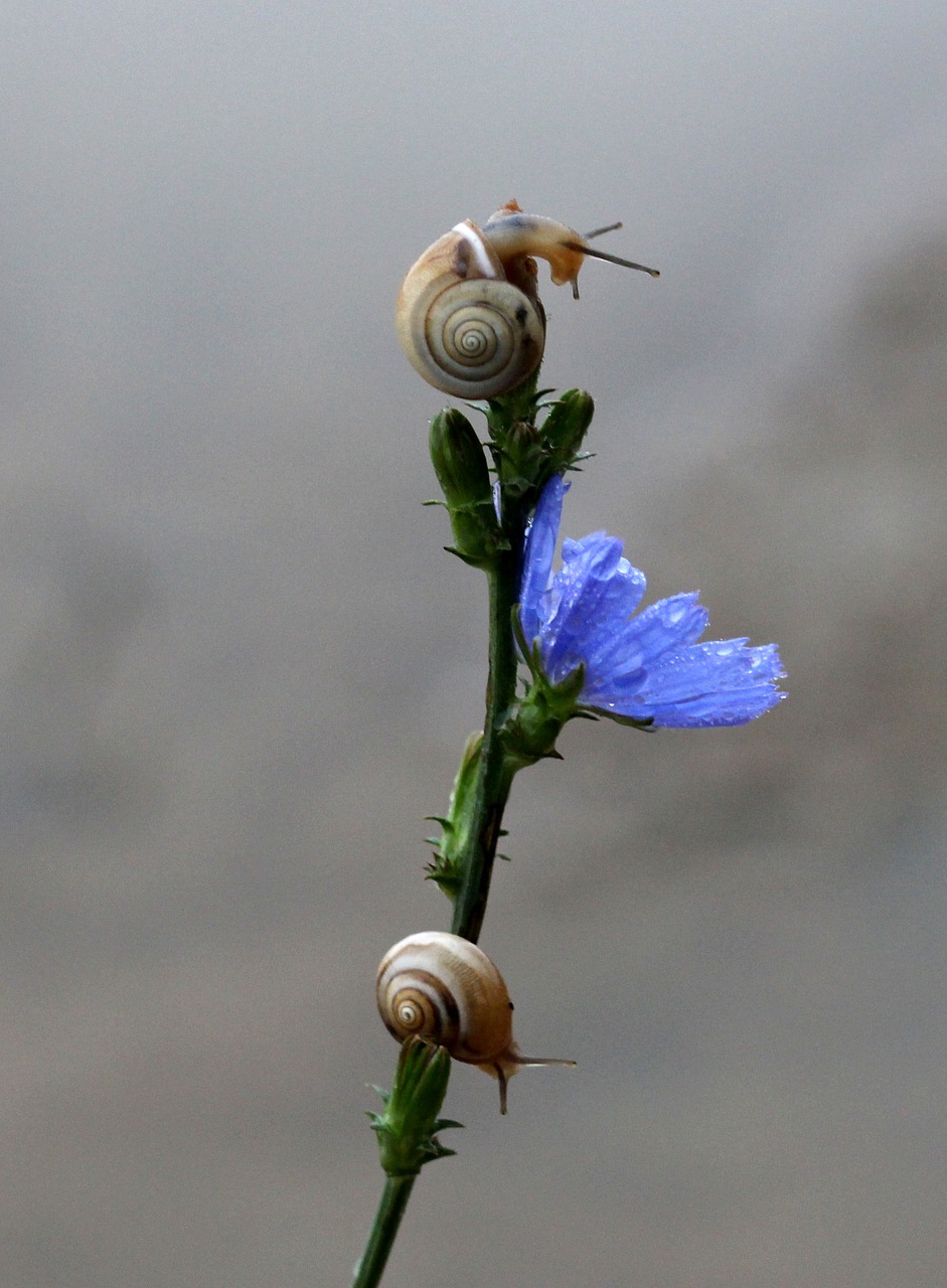 snails flower blue free photo