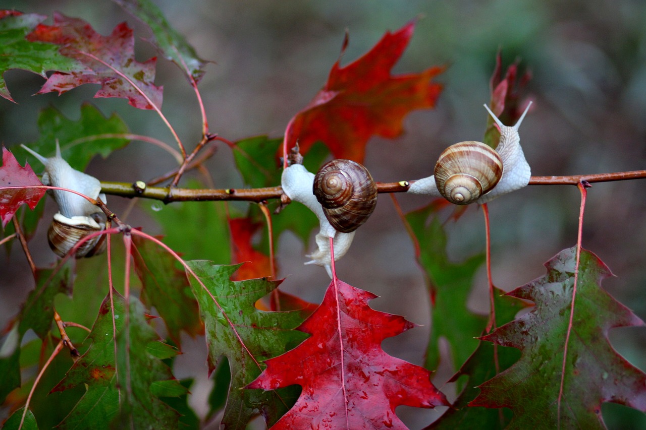 snails leaves red free photo