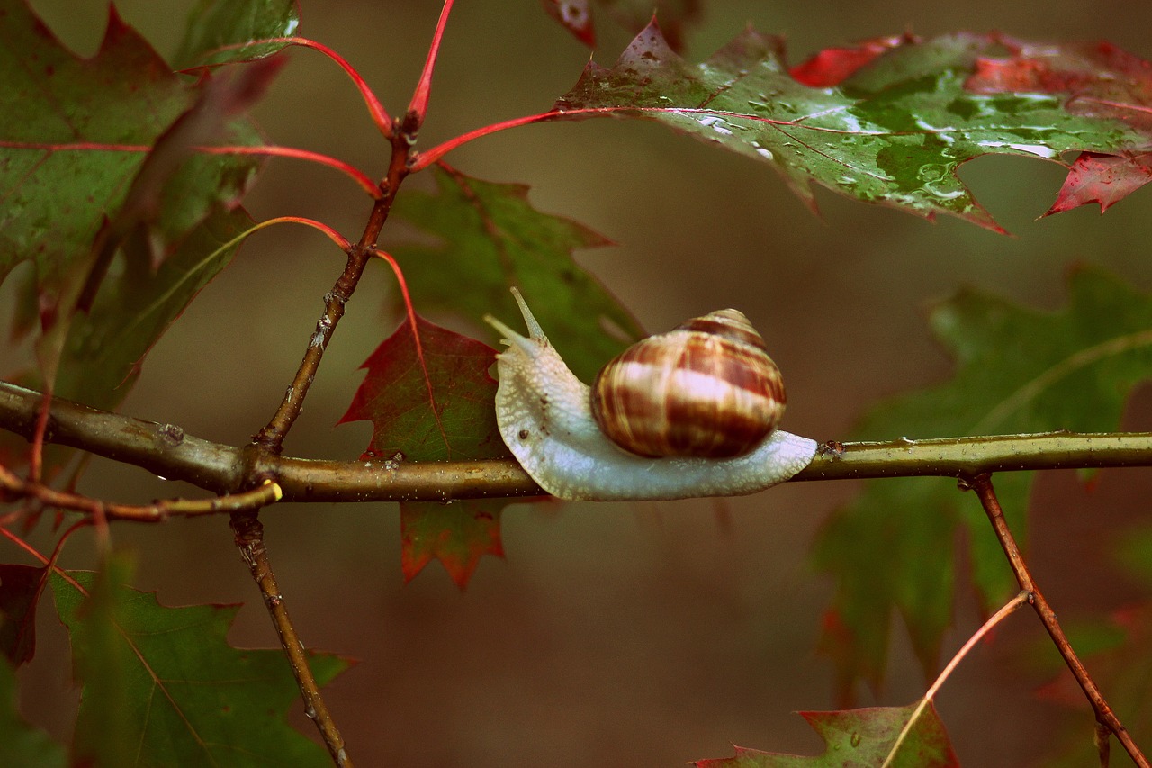 snails leaves red free photo