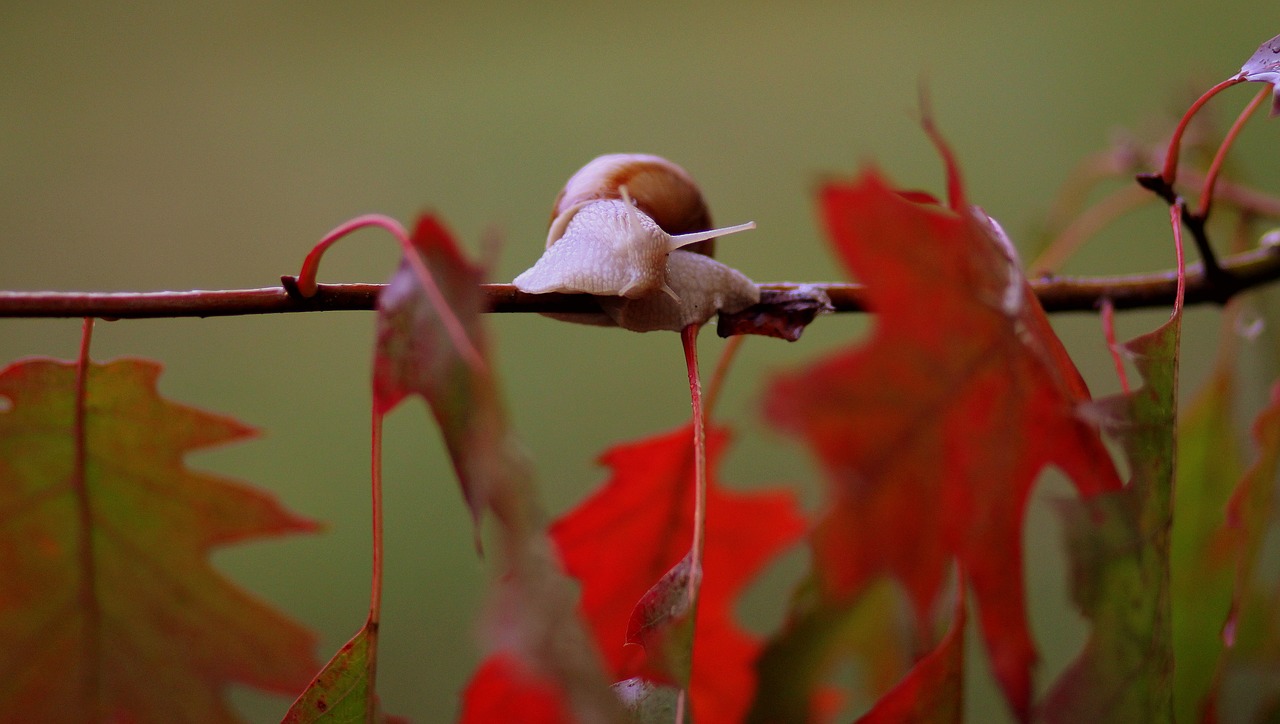 snails leaves red free photo