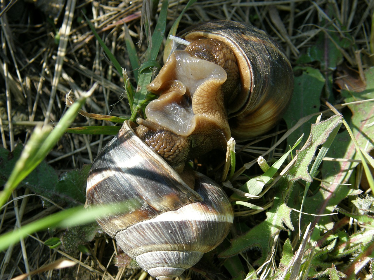 snails copulation mating free photo
