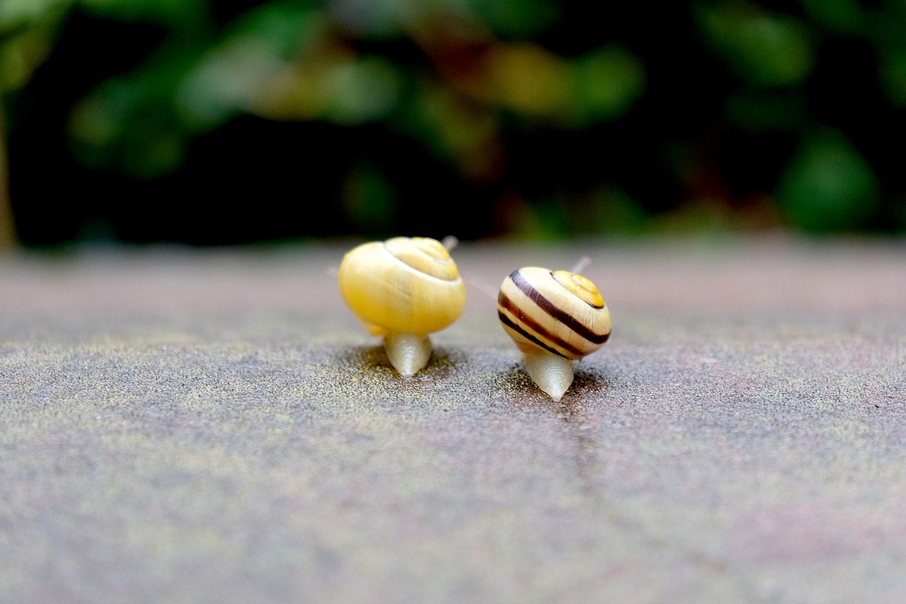 snails crawl together free photo