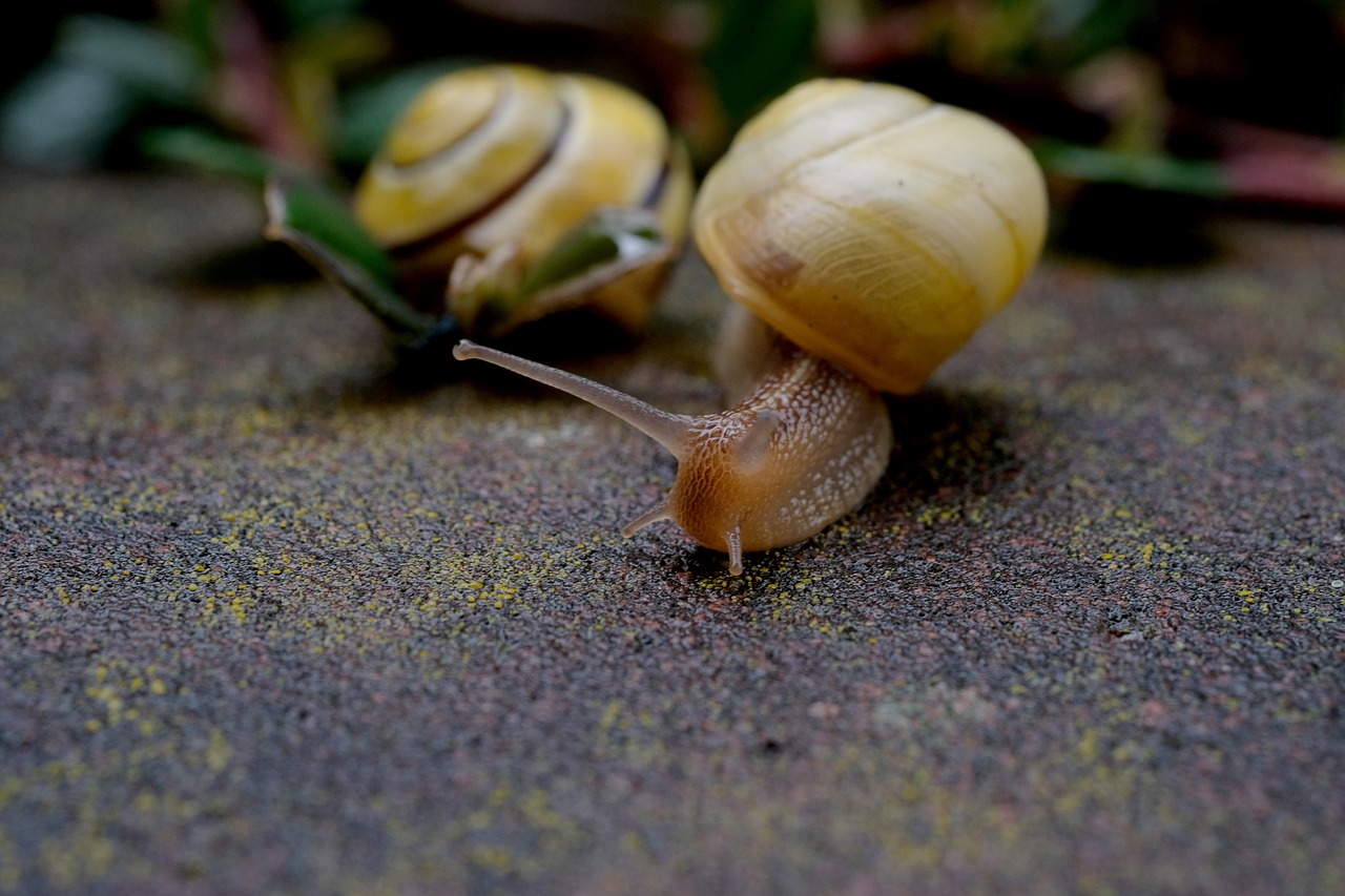 snails escargots mollusk free photo
