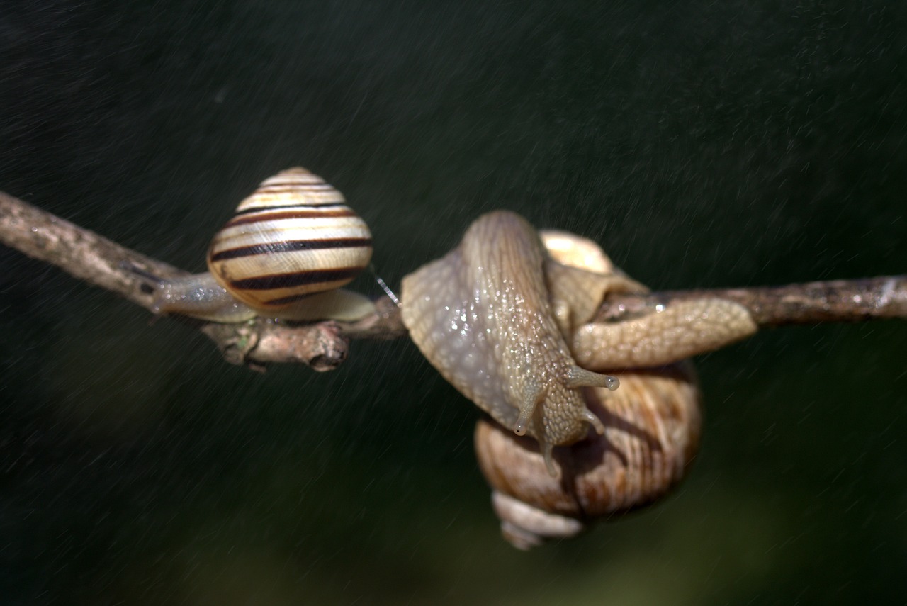 snails casey hooked free photo