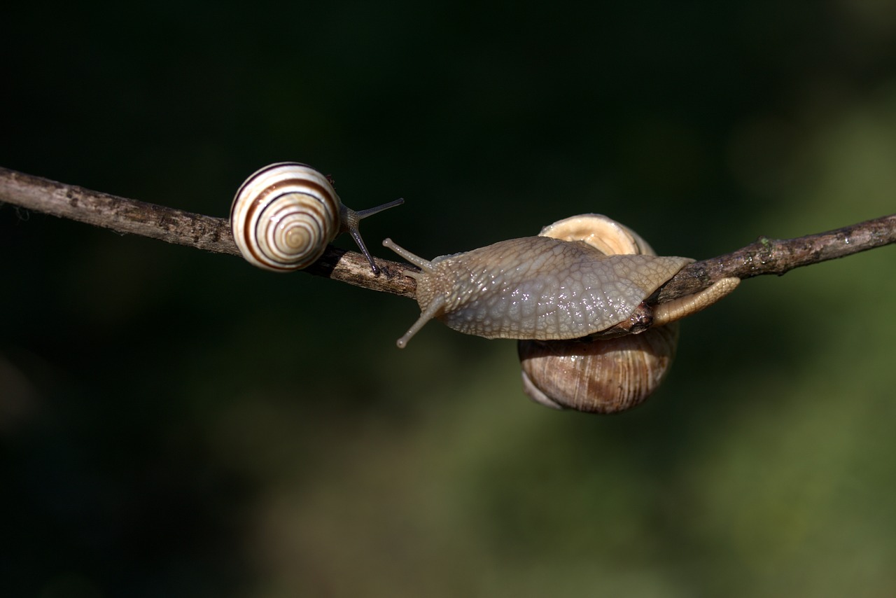 snails casey hooked free photo