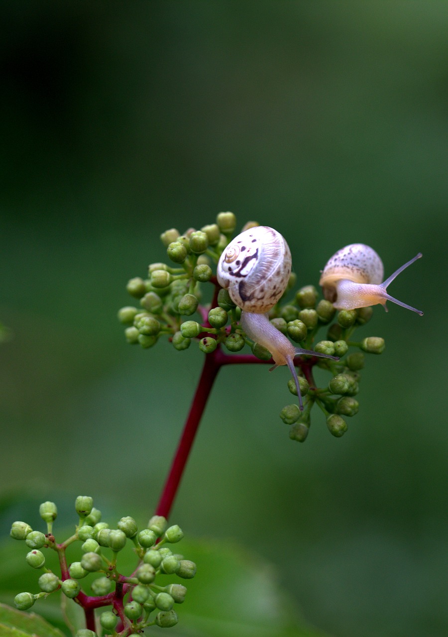snails pair shell free photo