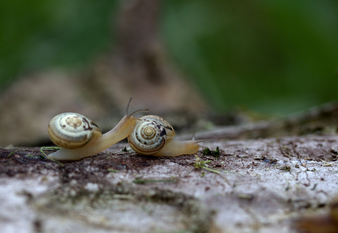 snails pair shell free photo