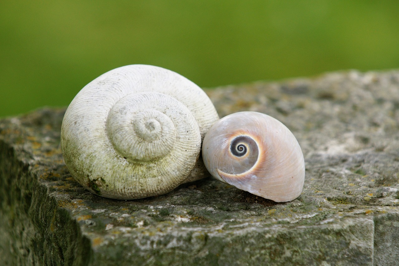 snails shell pair free photo