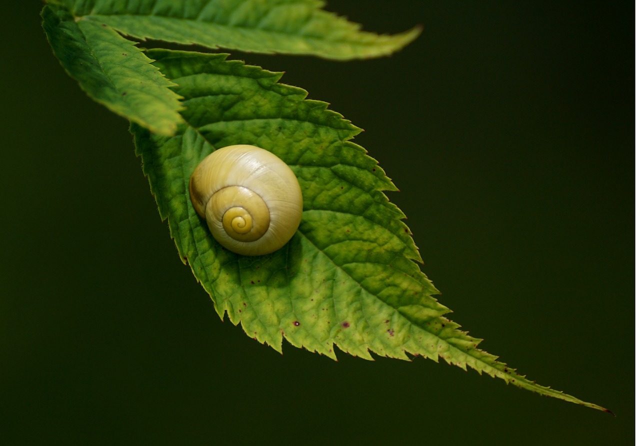 snails reptiles mollusk free photo