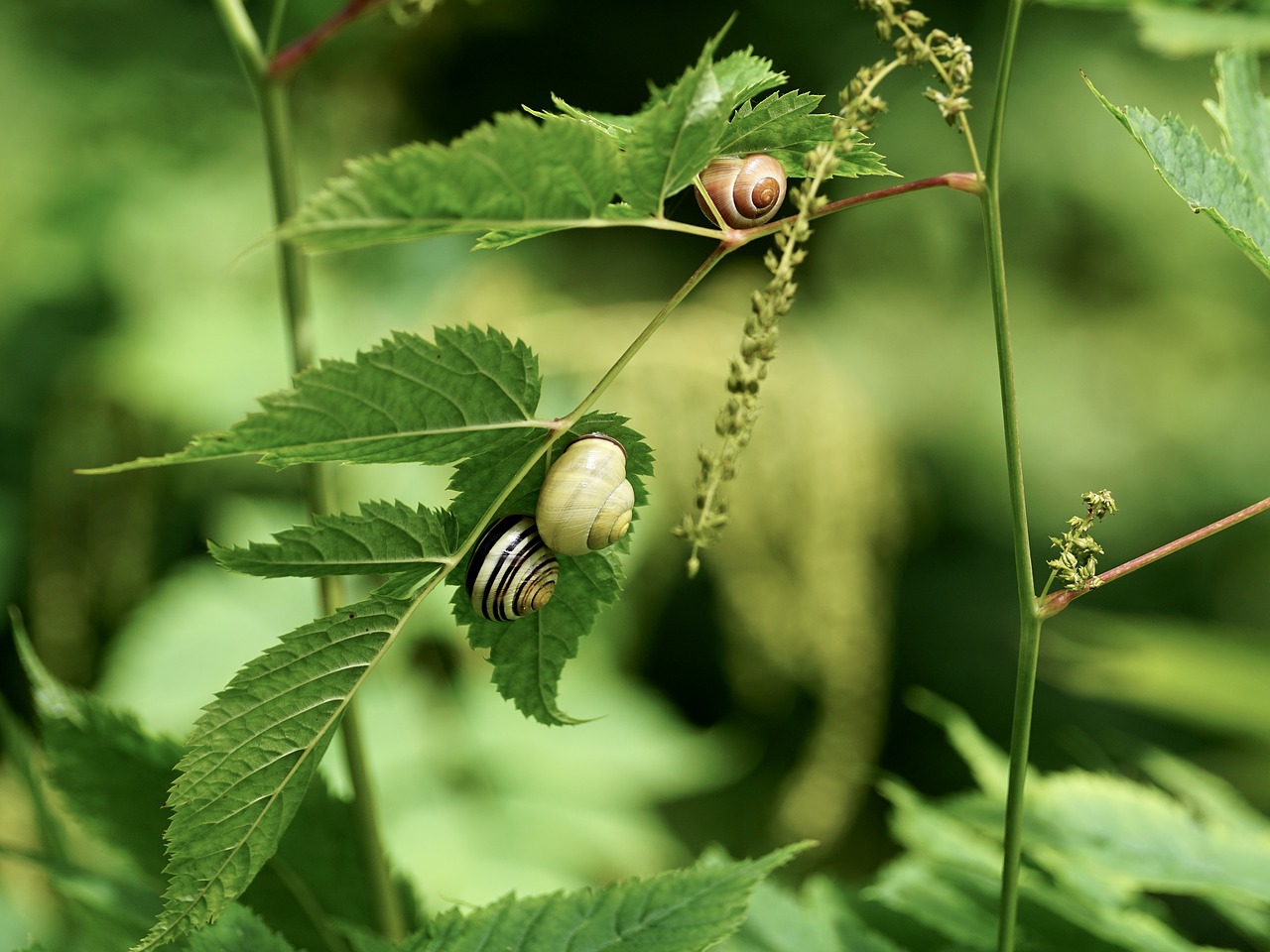 snails reptiles mollusk free photo