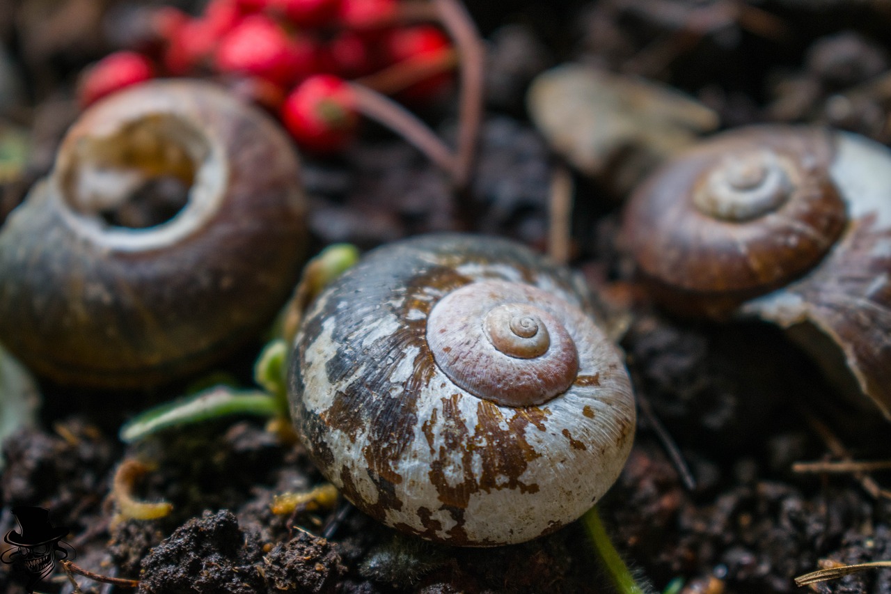 snails house flowerpot free photo