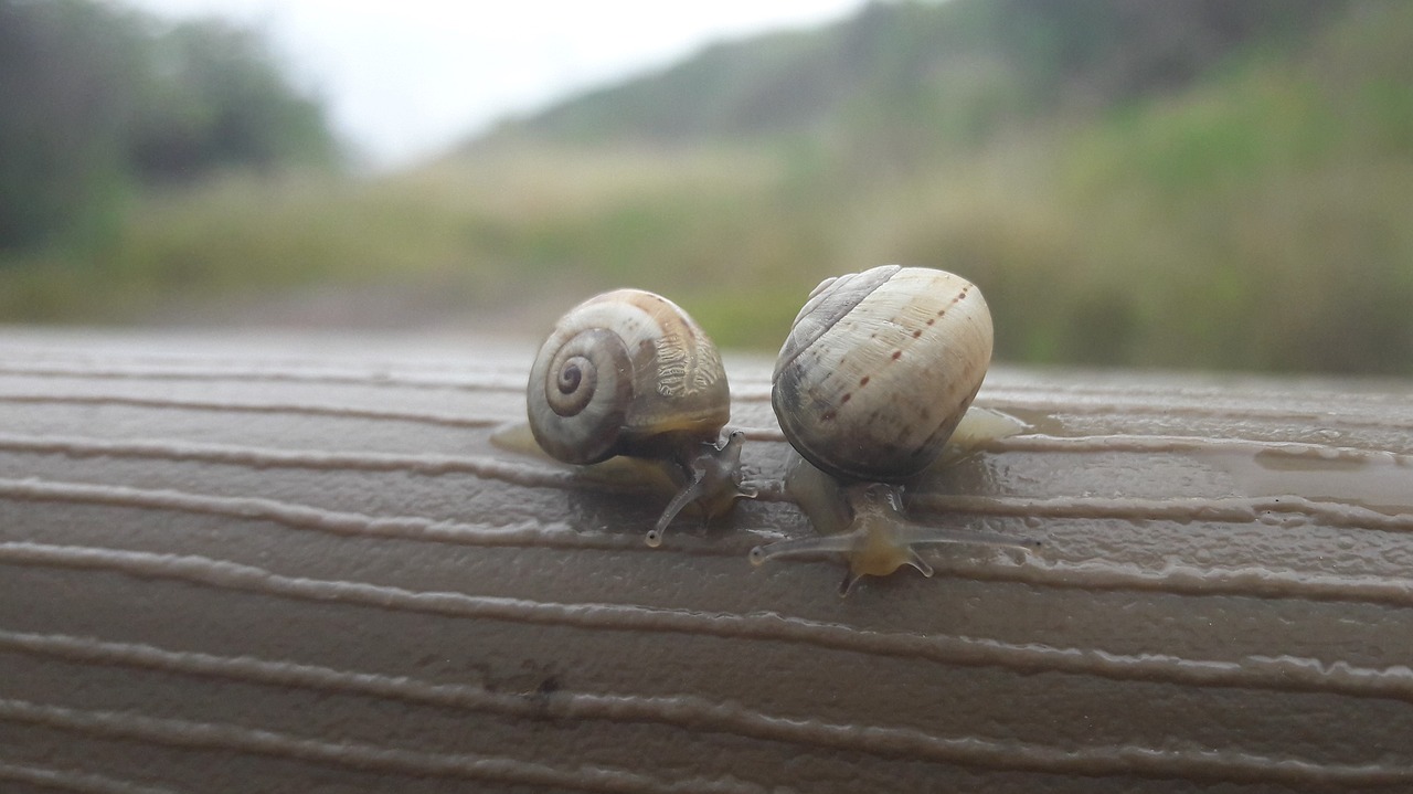 snails insect snail free photo