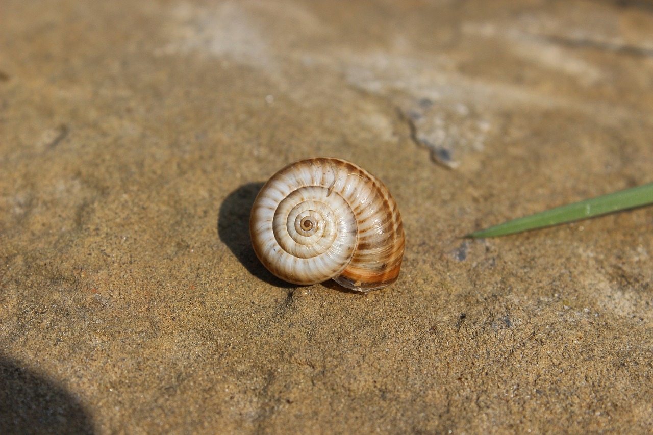 snails animal nature free photo