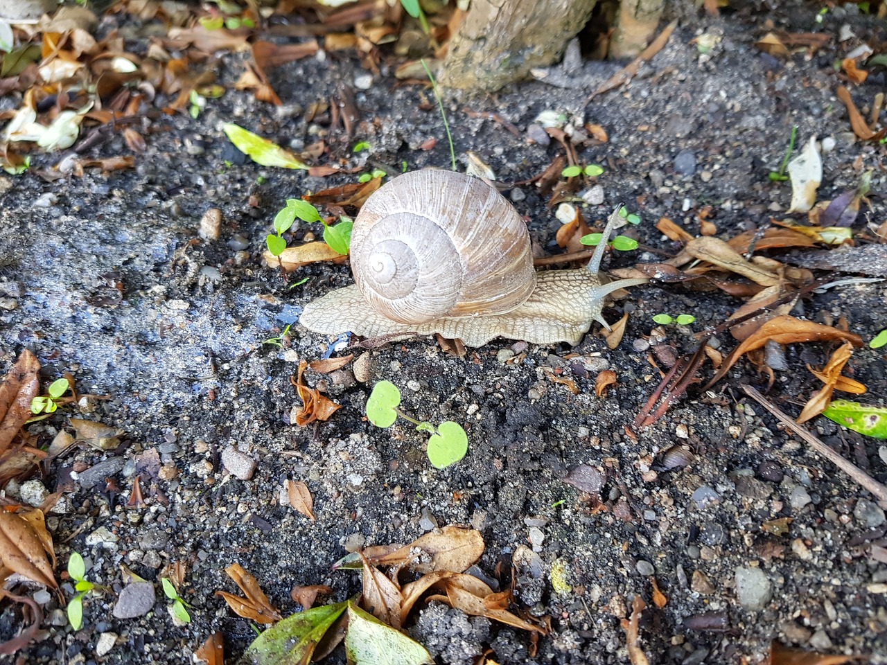 snails hungry trip free photo