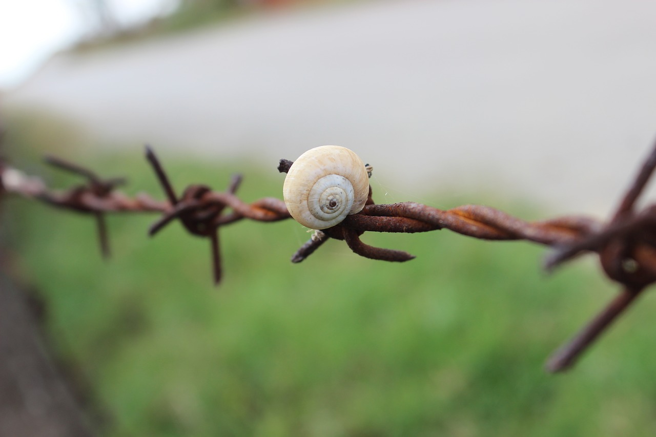 snails wire village free photo