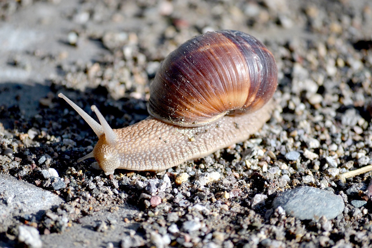 snails nature animal free photo