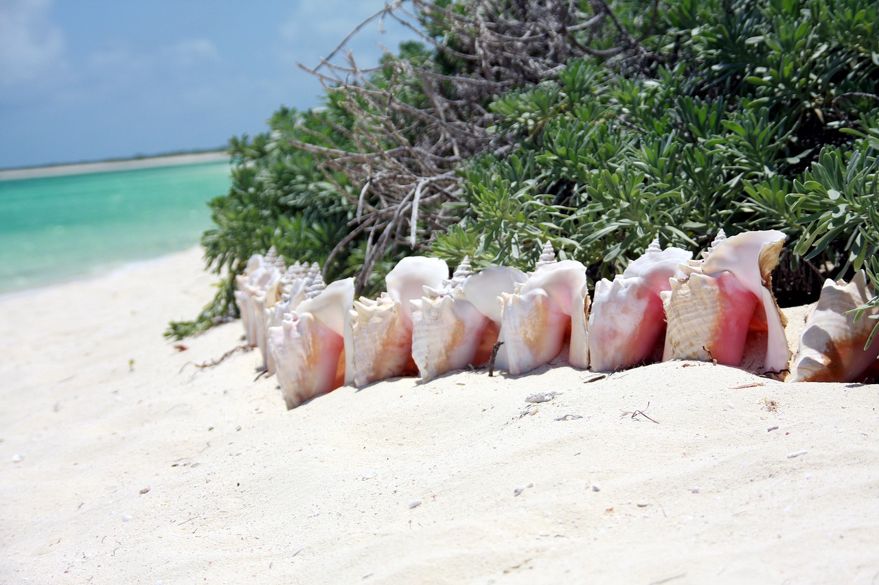 snails caribbean beach free photo