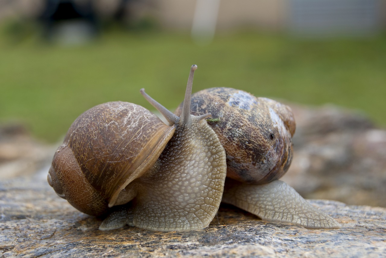 snails snail molluscum free photo
