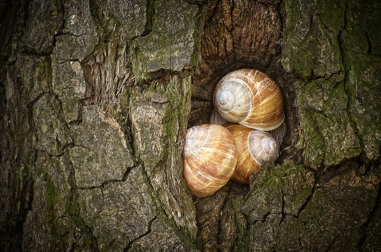 snails tree shell free photo