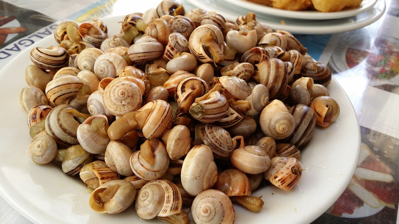 snails  snail  stew free photo