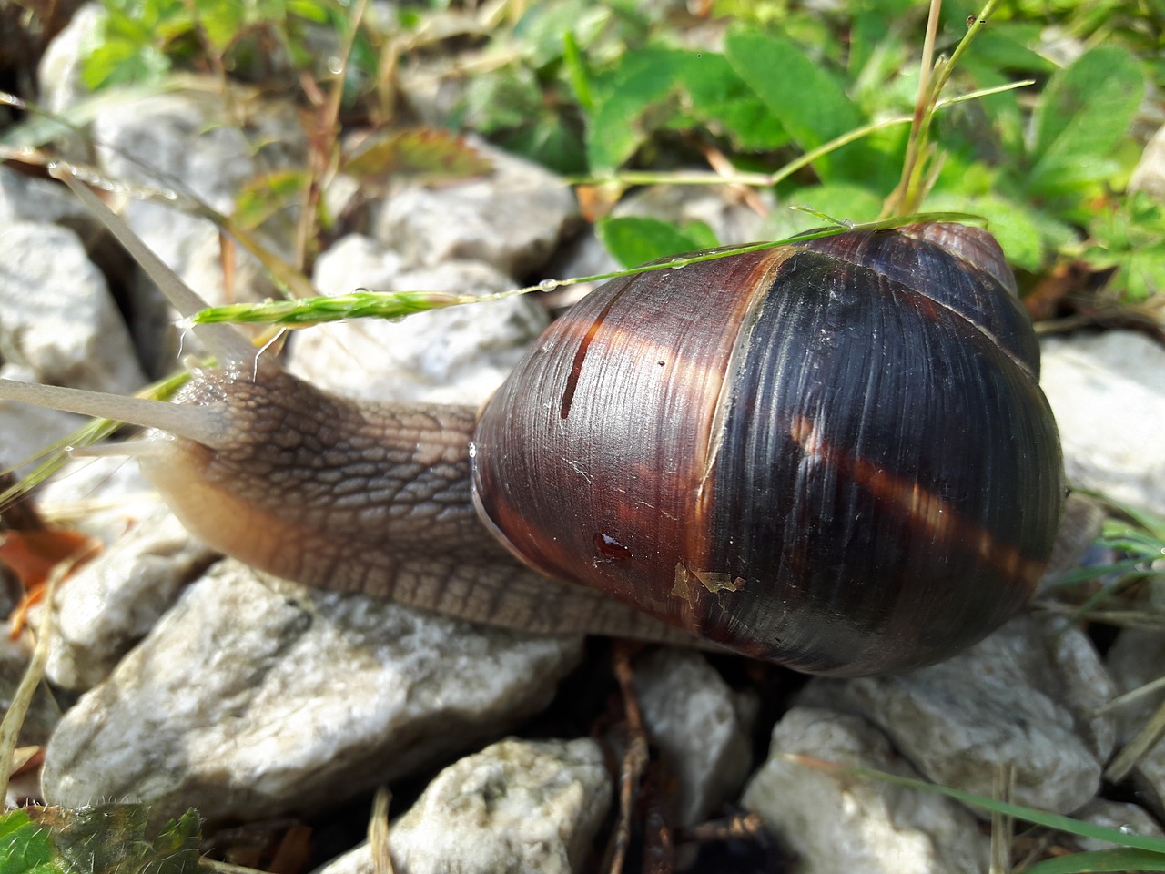 snails  slug  insect free photo