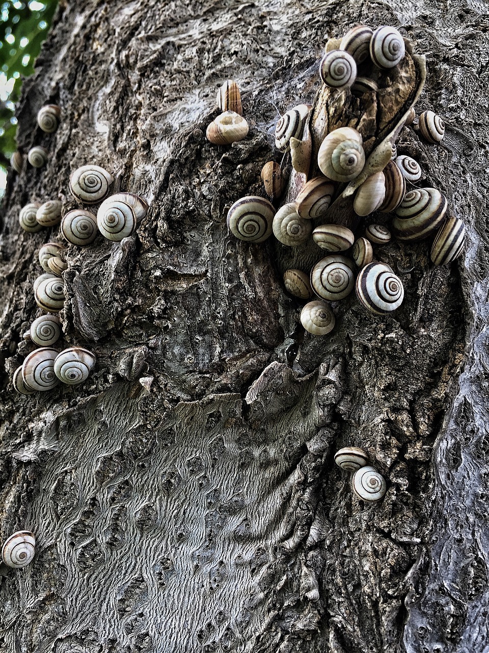 snails  shelled  texture free photo