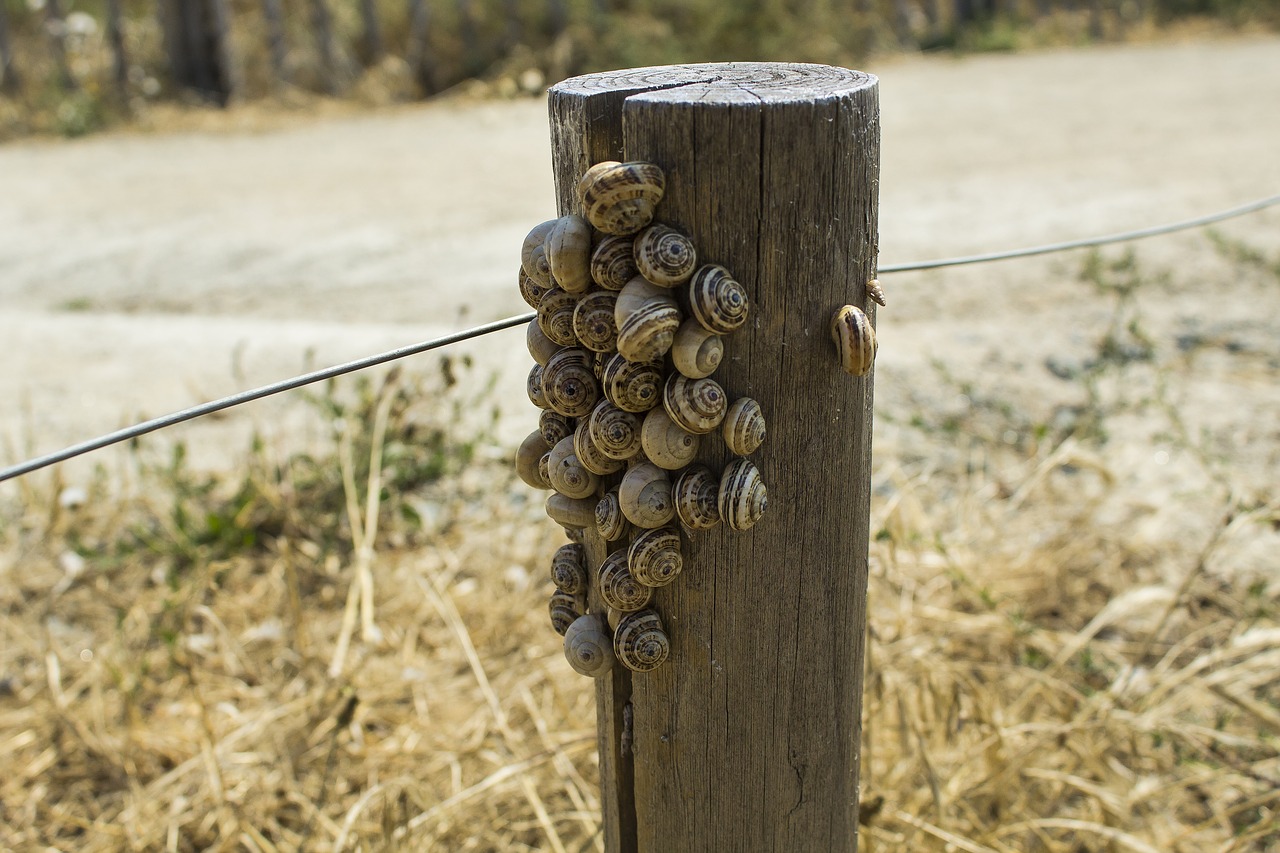 snails  trail  nature free photo