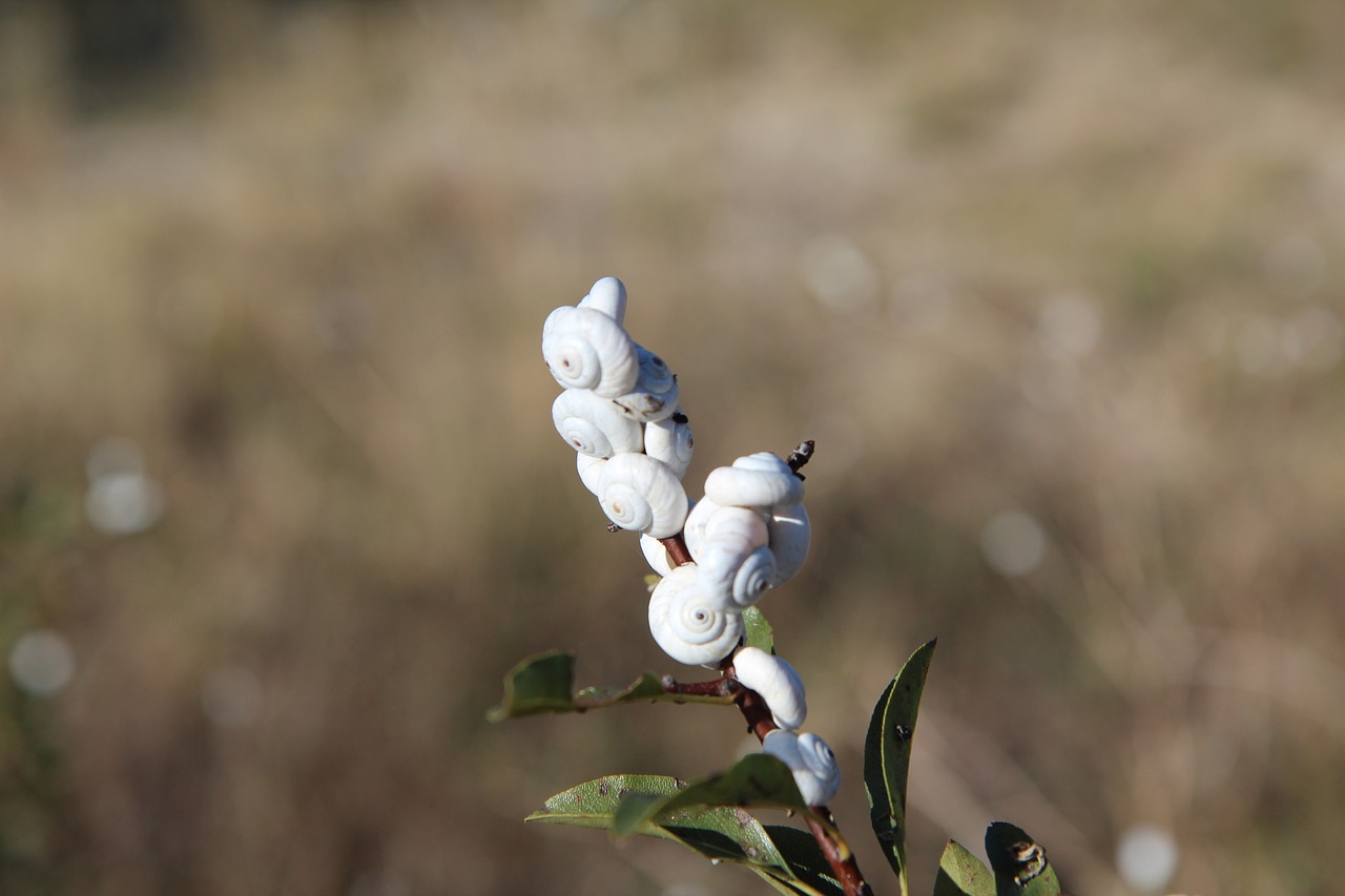 snails  snail white  nature free photo