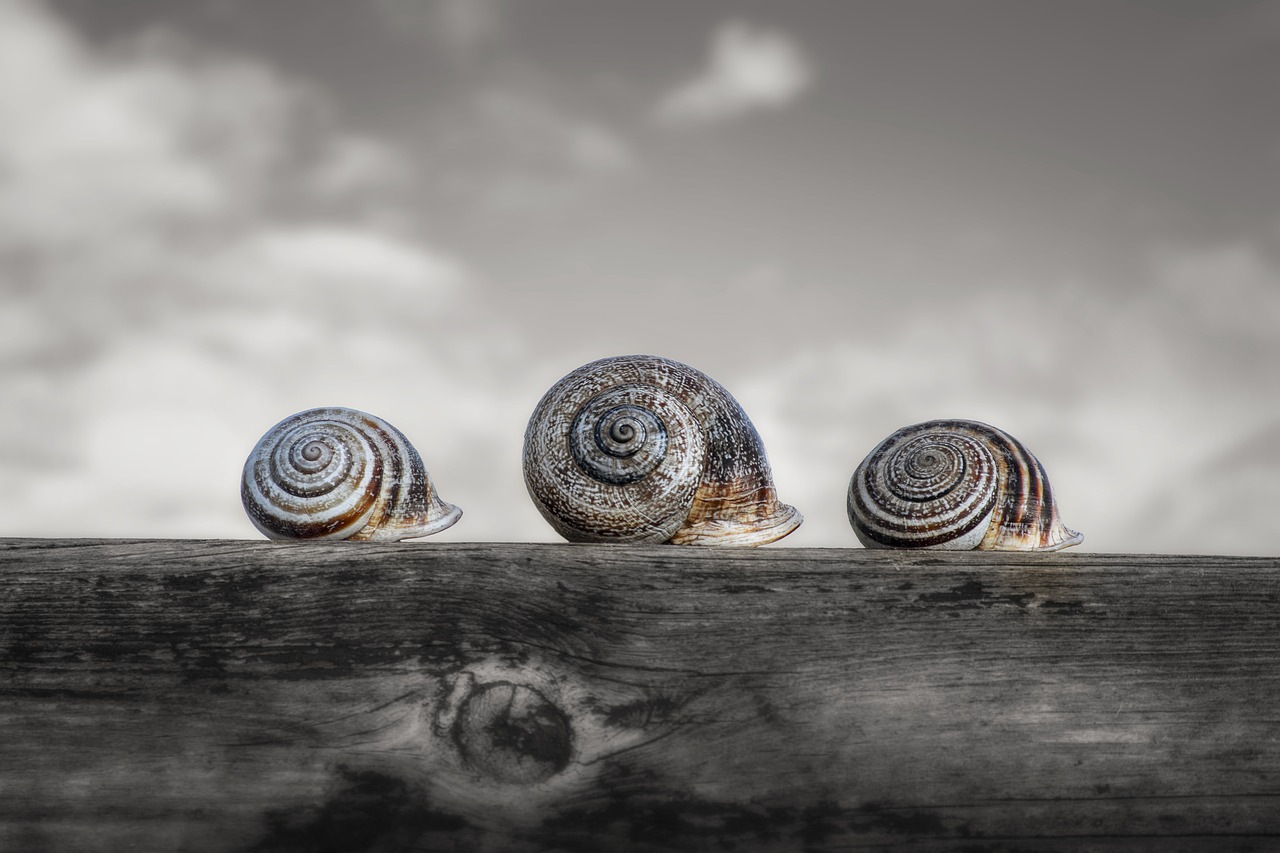 snails  molluscum  shell free photo