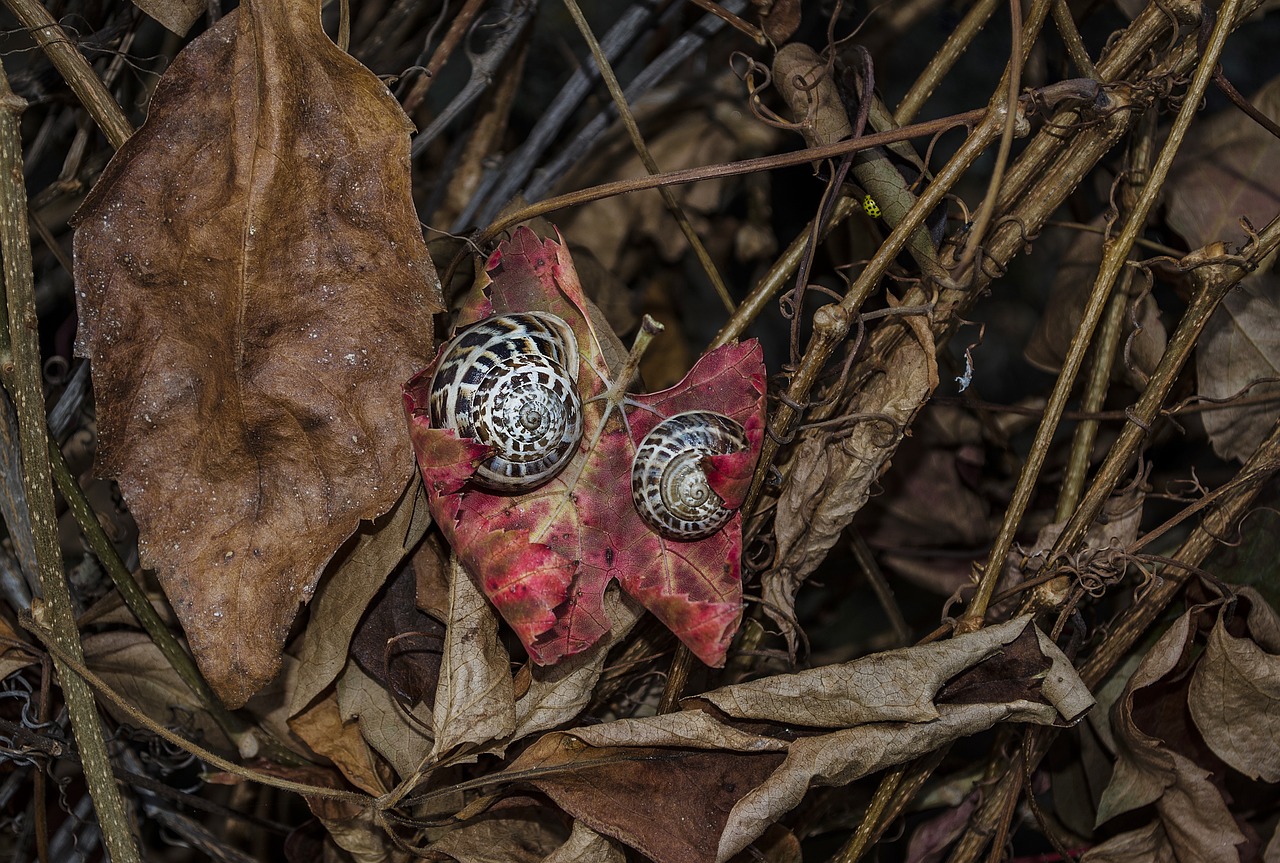 snails  leaves  nature free photo