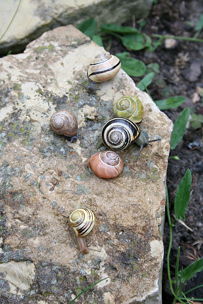 snails  seashell  rain free photo