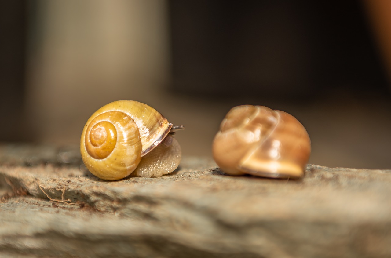 snails  shell  mollusk free photo