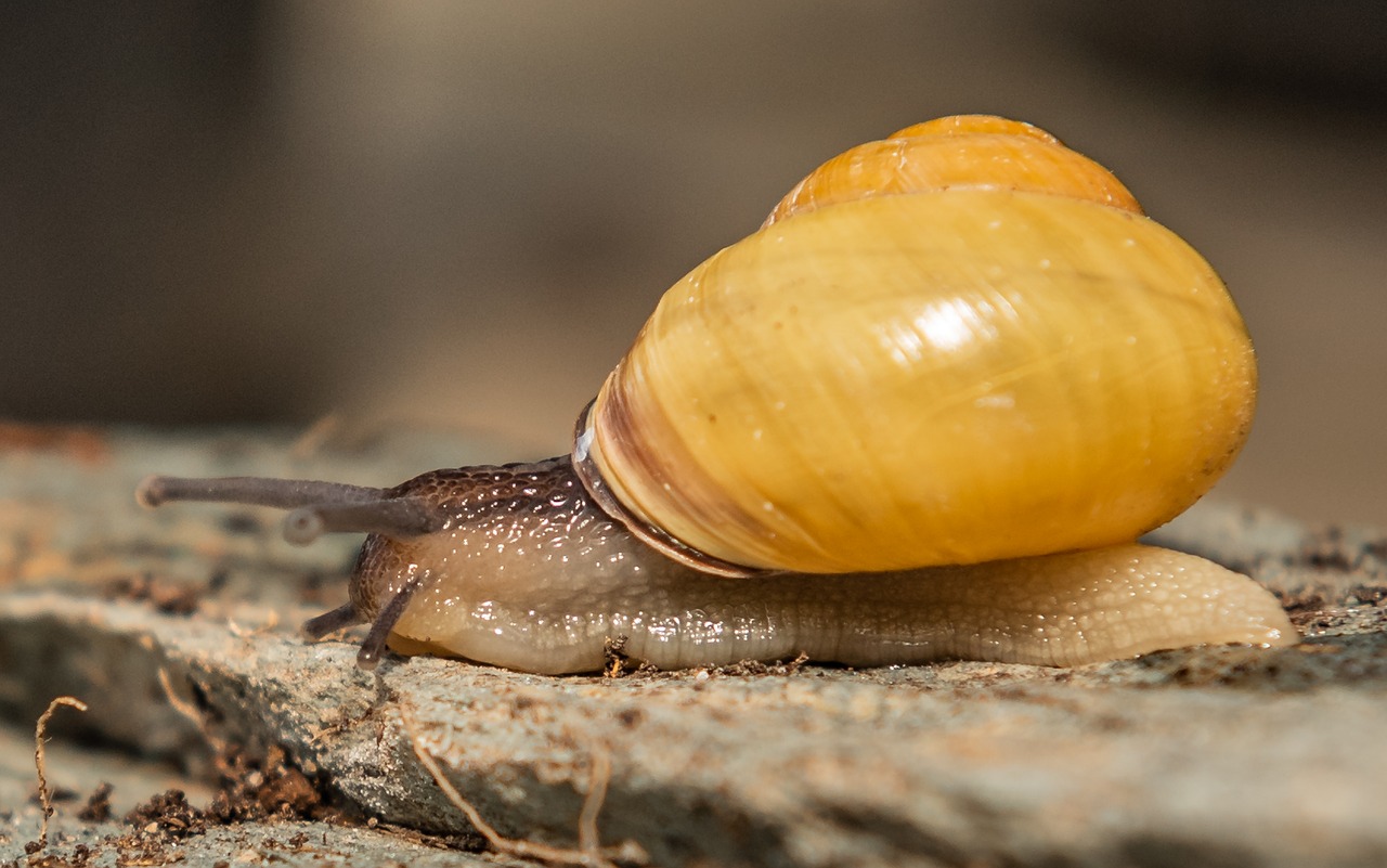 snails  shell  mollusk free photo
